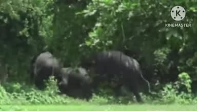 सोनाहातु: सोनाहातु में हाथियों के झुंड ने किसानों की फसल को तबाह किया