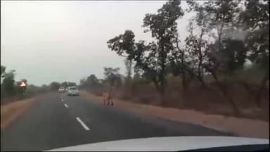 अमानगंज: पन्ना-अमानगंज मार्ग पर राहगीरों को चहलकदमी करते दिखा बाघ, बीच सड़क पर बाघ को देख राहगीरों के वाहन थमे