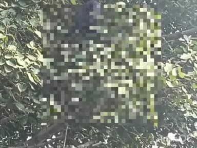 बल्देवगढ़: पटोरी गांव में बरगद के पेड़ से लटका मिला युवक का शव, पुलिस कर रही जांच