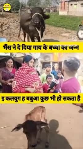 Bhains ne gaay ke bachche ko janam diya hai #ajib #2025 #video #viral