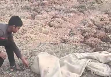 समुद्रपूर: दहशत माजविणाऱ्या उदमांजराला गिरड येथील दुकानात जेरबंद करून वनविभागाने सोडले मोहगाव जंगलात