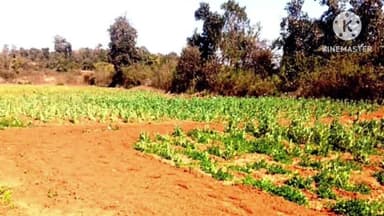 अनगड़ा: अंनगड़ा थाना क्षेत्र में 5 एकड़ में अफीम की फसल नष्ट की गई