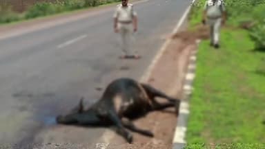 शाहबाद: कस्बाथाना हाईवे पर सड़क हादसे में एक व्यक्ति गंभीर रूप से हुआ घायल, शिवपुरी किया गया रेफर