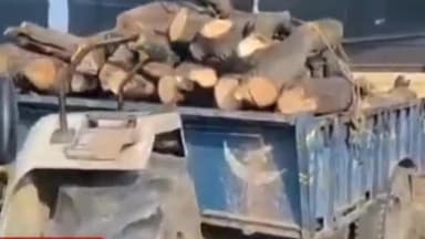 अमरिया: तहसील क्षेत्र में वन विभाग ने आम के पेड़ों से भरी ट्रैक्टर-ट्रॉली को पकड़ा