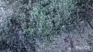 उज्जैन शहर: पंवासा थाना क्षेत्र की शिवधाम कॉलोनी में चोरों ने दो बाइक चोरी की