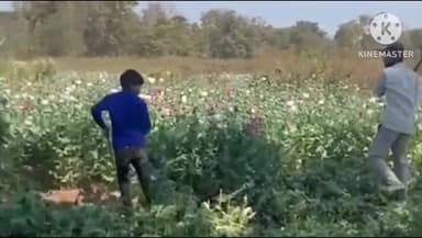 तमाड़ 1: तमाड़ थाना क्षेत्र में 71 एकड़ में अफीम की फसल नष्ट हुई