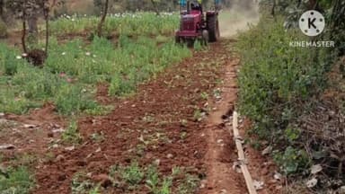 सोनाहातु: सोनाहातु थाना क्षेत्र में एक एकड़ में लगी अवैध अफीम की फसल नष्ट की गई