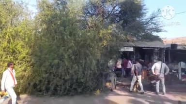 बटियागढ़: बटियागढ़ में अम्बेडकर चौक पर बबूल का पेड़ गिरा, 3 दुकानें क्षतिग्रस्त, लोग बाल-बाल बचे