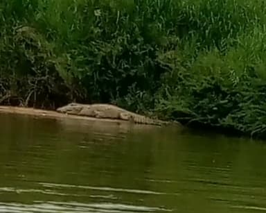 ನ್ಯಾಮತಿ: ಚೀಲೂರು ಗ್ರಾಮದ ಖಬರಸ್ಥಾನ ಬಳಿಯ ತುಂಗಭದ್ರಾ ನದಿಯಲ್ಲಿ 6 ಮರಿಗಳೊಂದಿಗೆ ಮೊಸಳೆ ಪ್ರತ್ಯಕ್ಷ