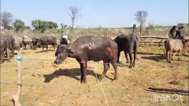 ਐਸਏਐਸ ਨਗਰ ਮੁਹਾਲੀ: ਨਿਊ ਚੰਡੀਗੜ੍ਹ ਦੇ ਪਿੰਡ ਰਾਈ ਮਾਜਰਾ ਦੇ ਵਿੱਚ ਅੱਜ ਗੁੱਜਰ ਭਾਈਚਾਰੇ ਦੀਆਂ ਝੁੰਗੀਆਂ ਨੂੰ ਲੱਗੀ ਭਿਆਨਕ ਅੱਗ ਜਿੰਦਾ ਸੜੇ ਅੱਠ ਤੋਂ ਨੌ ਪਸੂ