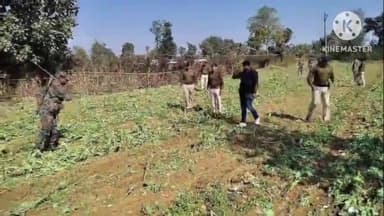 अनगड़ा: अंनगड़ा थाना क्षेत्र में 7 एकड़ में लगी अफीम की फसल नष्ट की गई