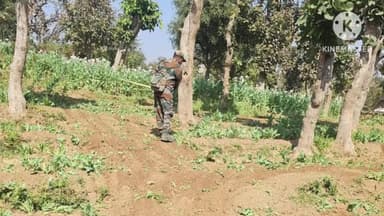 सोनाहातु: दशम फॉल क्षेत्र में 28 एकड़ में लगी अफीम की फसल नष्ट, पुलिस ने चलाया विशेष अभियान