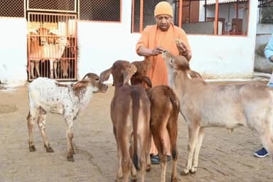 गोरखपुर: गोरखनाथ मंदिर में मुख्यमंत्री ने गौ सेवा की, बच्चों को बांटी चॉकलेट