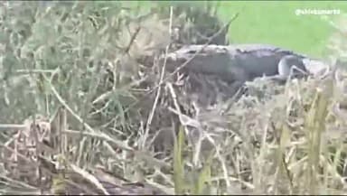 जंगल के किनारे खारजा नाले से निकल कर खेतों में पहुंचा मगरमच्छ ग्रामीणों में मचा हड़कंप दियोरिया के गांव मिंतरपुर की घटना