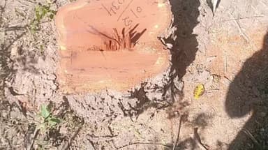 बरवाला: बेलवाली गांव के पास से कई खैर के पेड़ कटे, चोर की तलाश में विभाग