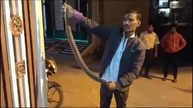 सागर नगर: साई वाटिका कॉलोनी में घर में मिला जहरीला रसेल वाइपर सांप, स्नेक कैचर बबलू पवार ने पकड़ा