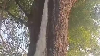 चकरनगर: विंडवाकला में एक नीम के पेड़ में चमत्कार, अचानक बहने लगी 'दुग्ध धारा', पूजा-पाठ करने लगे लोग
