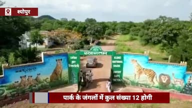 विजयपुर: खजूरी क्षेत्र में ज्वाला और उसके 4 शावकों को छोड़ा जाएगा, कूनो नेशनल पार्क के जंगलों में चीतों की कुल संख्या 12 होगी