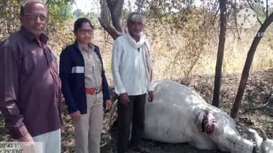 समुद्रपूर: गिरड येथील चोरविरा आणि चुरीमजरा शिवारात वाघाच्या हल्ल्यात एक बैल आणि एक कालवड ठार, शेतकऱ्यांचे मोठे नुकसान