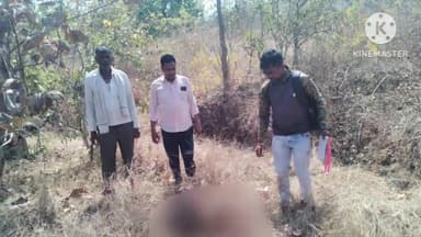 समुद्रपूर: तावी शिवारात वाघाच्या हल्ल्यात गाय ठार, शेतकऱ्याचे ४० हजार रुपयांचे नुकसान