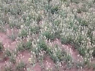 isabgol#kheti#farmer#desiboy