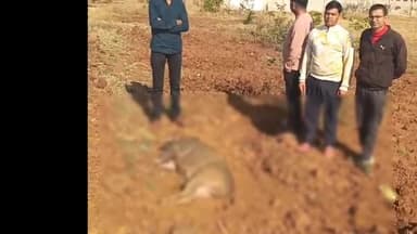 चांद: चाँद चौरई बायपास पर अज्ञात वाहन की टक्कर से जंगली सुअर की मौत