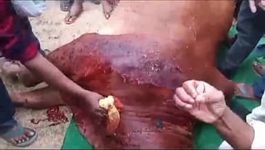 जगदीशपुर: जगदीशपुर में घायल सांड का इलाज स्थानीय लोगों के सहयोग से किया गया