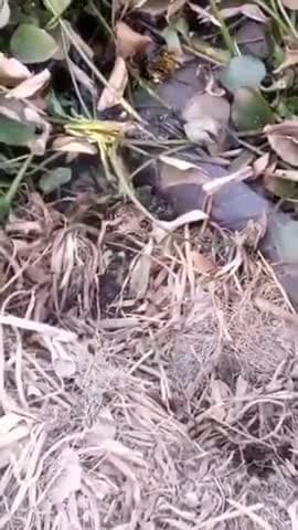 डुमरियागंज: डुमरियागंज थाना क्षेत्र के कठौतिया गोकुल गांव में संदिग्ध परिस्थितियों में गड्ढे में मिला युवक का शव