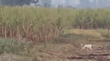 पीलीभीत: पंजावा गांव के नजदीक गन्ने के खेत में बाघ ने जमाया डेरा, कटे सरसों के फसल से किसानों में दहशत, वीडियो वायरल