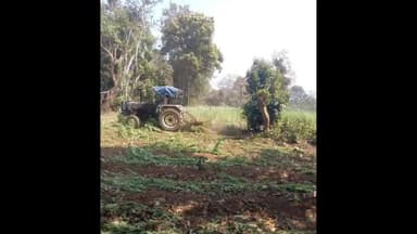 पांकी: पांकी में पुलिस और वन विभाग ने 8 एकड़ में लगी अफीम की खेती नष्ट की