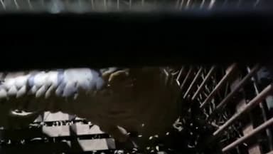 रातू: हाजी चौक रातू के पास वन विभाग ने दुर्लभ इंडियन पैंगोलिन को किया कब्जे में