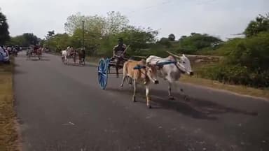 ஆவுடையார் கோவில்: தாழனூரில் ஸ்ரீ முத்துமாரியம்மன் கோவில் சந்தன காப்பு உற்சவத்தை முன்னிட்டு மாட்டுவண்டி போட்டி நடைபெற்றது