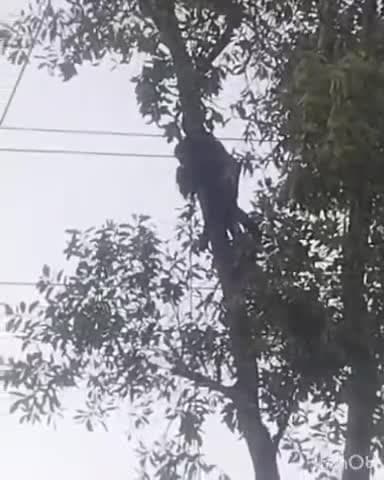 जगदलपुर: गीदम रोड़ स्थित तितली गार्डन में बड़ा हादसा, पेड़ काटने के दौरान हाई वोल्टेज करंट की चपेट में आने से ग्रामीण की मौत