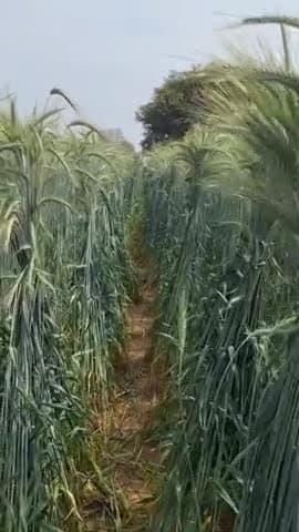 6 feet ka gehun dekha hai bhai log 🤔 🤔 #viral #video #2025 #amezing