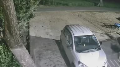 पीलीभीत: कबीरगंज गौडी फार्म में बाघ ने पालतू कुत्ते को उठा लिया, वीडियो सोशल मीडिया पर हुआ वायरल