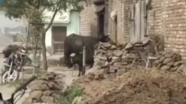 करनाल: गांव रावर में पशु बाड़े से दो भैंसें चोरी, पुलिस कर रही जांच