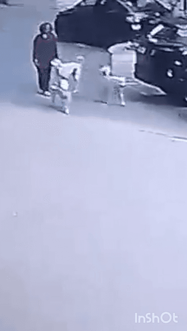 गौतम बुद्ध नगर: 12th एवेन्यू सोसाइटी में आवारा कुत्तों के झुंड ने अचानक युवक पर किया हमला, घटना सीसीटीवी कैमरे में कैद हुई