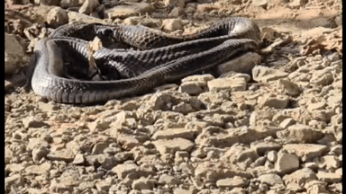 कनाड़िया: तुलसी नगर में घायल ब्लेक कोबरा का रेस्क्यू, गाड़ी के पहिये के नीचे आने से शरीर के टिशू निकले, जू में होगा ऑपरेशन