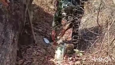 जमुई: STF और पुलिस बल के सहयोग से SSB ने गायघाट के जंगली क्षेत्रों में छापेमारी कर दो हथियार किए बरामद