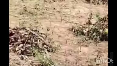 नागौर: नागौर के 67 गांवों को अभावग्रस्त घोषित किया गया, फसल खराबे ने किसानों की चिंता बढ़ाई, प्रभावितों को राहत देने के प्रयास