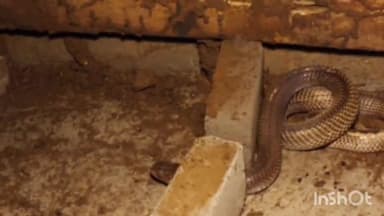 सिरोंज: गरेठा ग्राम पंचायत के पास से सर्प मित्र परवेज ने जहरीले सांप को रेस्क्यू किया, सुरक्षित जंगल में छोड़ा