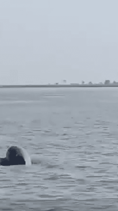 मेरठ: मेरठ में गंगा नदी में मस्ती करती डॉल्फिन का वीडियो आया सामने, संख्या बढ़कर 52 हुई, वन विभाग कर रहा निगरानी