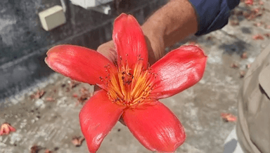 हज़ारीबाग: हजारीबाग में फागुन में खिले सेमल के पेड़, प्रकृति की लालिमा, पक्षियों और पर्यावरण का आश्रय