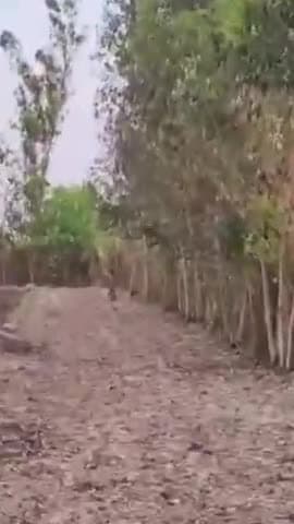 पीलीभीत: जगतपुर गांव के पास गन्ने के खेत में बाघ की चहलकदमी का वीडियो सोशल मीडिया पर हुआ वायरल