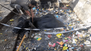 वार्ड नंबर 36 में खुले चैंबर में गाय गिरने का मामला, नगर परिषद की नाकामी आईं सामने, वीडियो भेजा श्री तेजपाल शर्मा ने