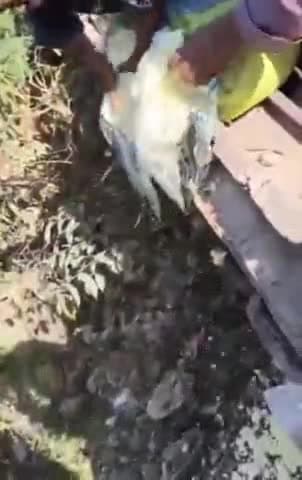 कानपुर: हरबंस मोहाल में खाद्य विभाग ने 1420 किलो नकली खोया किया नष्ट, 1600 किलो रंगीन पापड़ किया पकड़ा