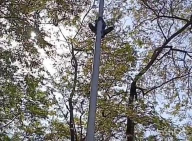 सिंगरौली: जयंत में पुलिस चेकिंग के दौरान लाइसेंस ना होने के चलते पोल पर चढ़ा पेपर देने जा रहा छात्र, स्थानीय पत्रकार ने नीचे उतारा