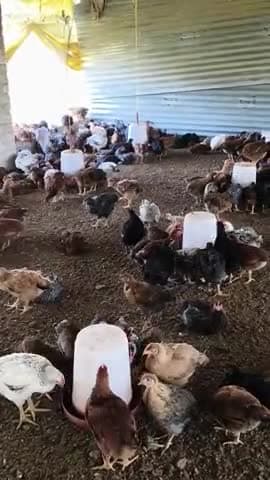 desi murga murgi #desi murga #poultry# murga lene ke liye sampark Karen mobile number 8005001289