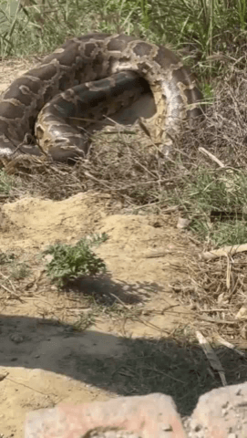 मेरठ: जानी क्षेत्र में दिखा विशाल अजगर, मौके पर पहुंची वन विभाग की टीम