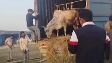 पलवल: पलवल में कंटेनर में 31 गोवंश बरामद, KGP पर टोल बैरियर तोड़कर ड्राइवर भागा, गौ रक्षकों ने खेतों में घेरा